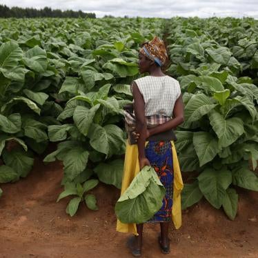 A farmworker stands near a tobacco field on a farm east of Harare, Zimbabwe. 