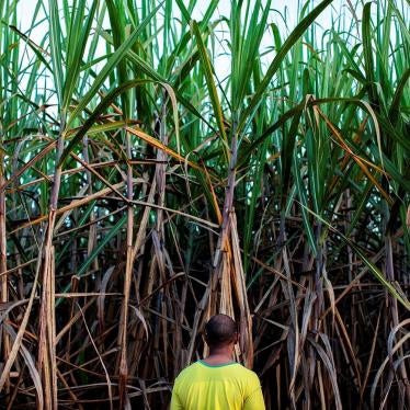 Bernardo, a man in his 30s, was born in a quilombo (Afro-Brazilian) community of around 60, men, women, and children in Minas Gerais State, southeast Brazil. Bernardo told Human Rights Watch that he feels powerless against aerial spraying of pesticides. “